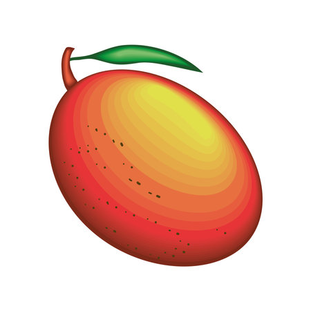 realistic fruit mangoのイラスト素材