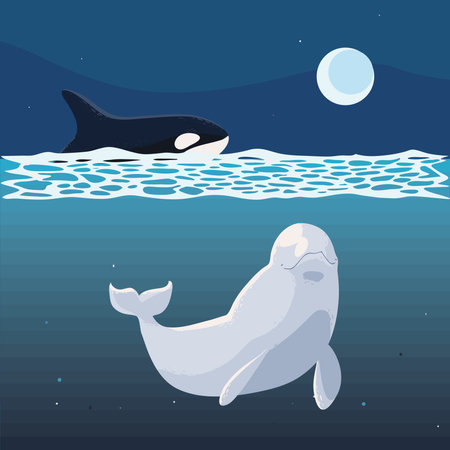 whales orca and belugaのイラスト素材