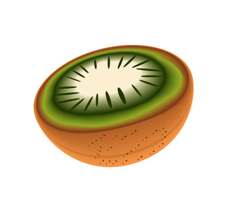 realistic fruit kiwiのイラスト素材