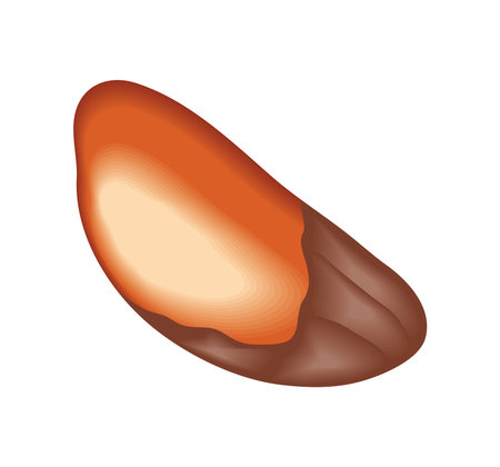 brazil nut iconのイラスト素材