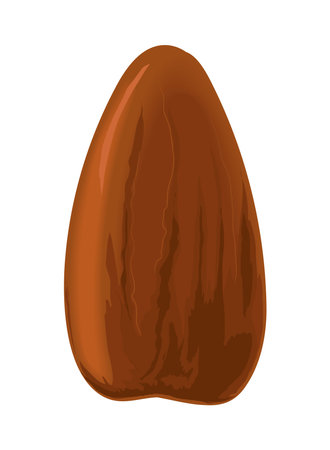 almond icon isolatedのイラスト素材