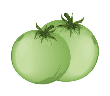 green tomatoes vegetableのイラスト素材