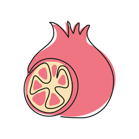pomegranate fruit line drawingのイラスト素材