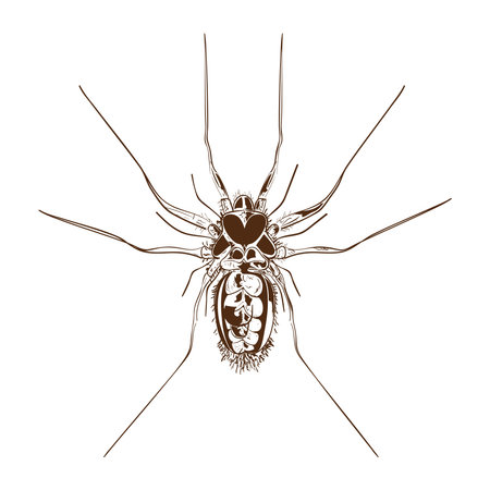 spider icon isolatedのイラスト素材