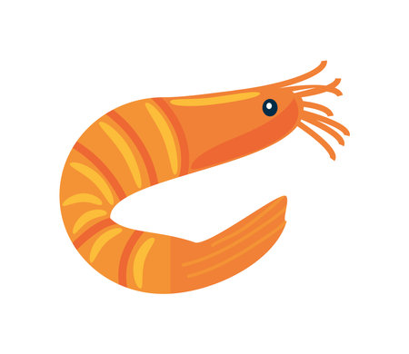shrimp aquatic animalのイラスト素材