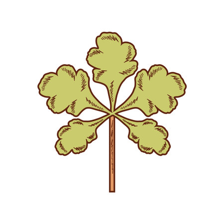 parsley medicinal herbのイラスト素材