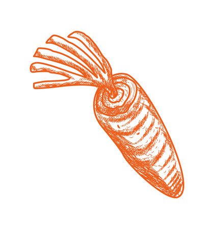 carrot vegetable foodのイラスト素材