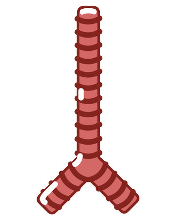 windpipe human bodyのイラスト素材