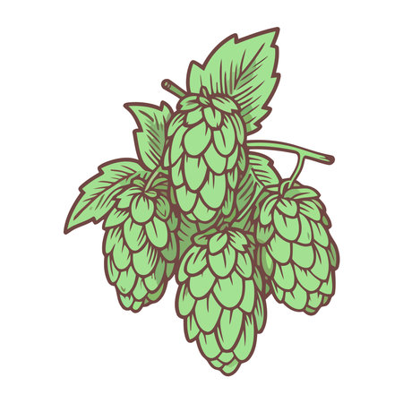 Fresh organic hop plantのイラスト素材