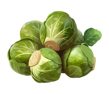 Ripe Brussels sprouts, a gourmet meal designのイラスト素材
