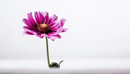 Single gerbera daisy in vase, pink and purple petals, freshness generated by artificial intelligenceの素材