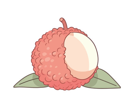 lychee fruit with leavesのイラスト素材