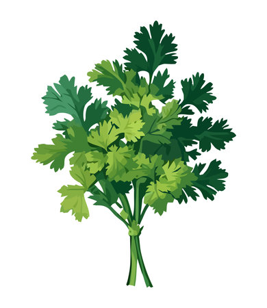 Fresh green parsley vegetables for healthy eatingのイラスト素材