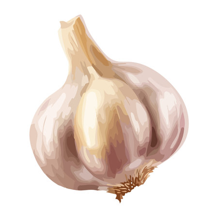 Fresh organic garlic, ripe for autumn cookingのイラスト素材