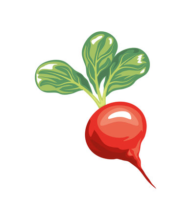 fresh radish vegetable icon designのイラスト素材