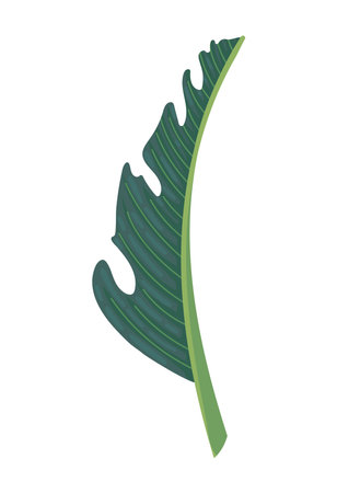 exotic leaf plant tropicalのイラスト素材