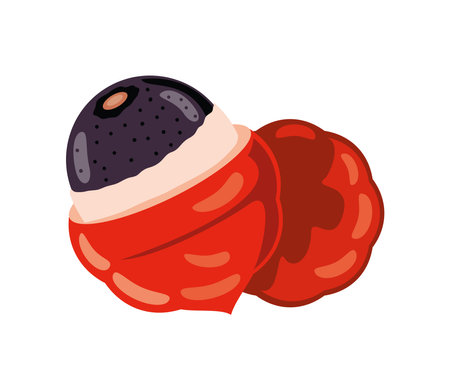 acai fruit harvestのイラスト素材