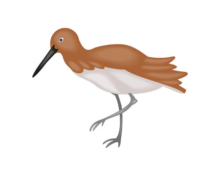 sandhill crane birdのイラスト素材
