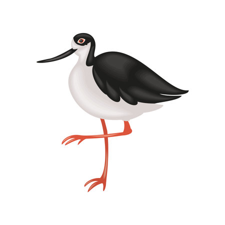 black necked stilt birdのイラスト素材