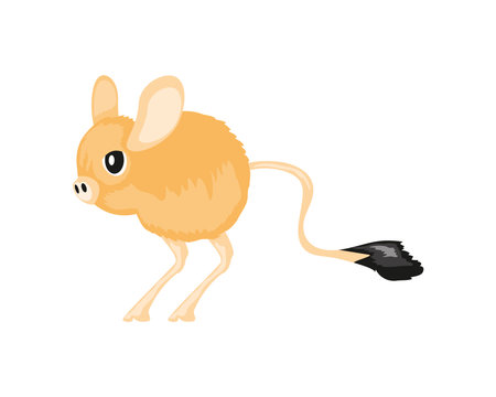 kangaroo rat desert animalのイラスト素材