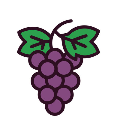 Italian purple grapes bunchのイラスト素材