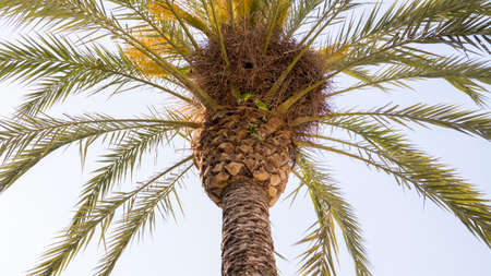 Palm with parrotsの写真素材