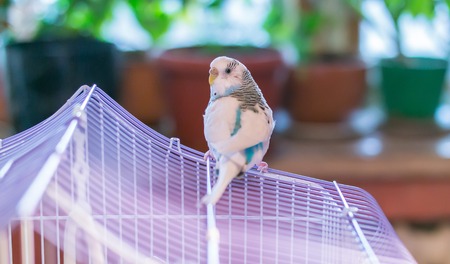 Blue domestic budgie sits on the roof of the cage with widow flowers on the backgroundの写真素材