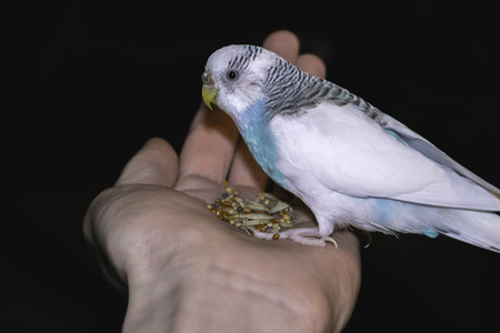 Budgie sitting on a hand with the foodの写真素材