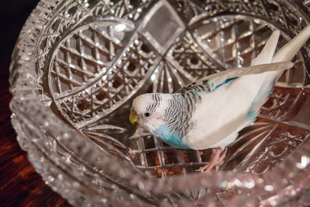 Portrait of blue badgie witch sits in a crystal vaseの写真素材