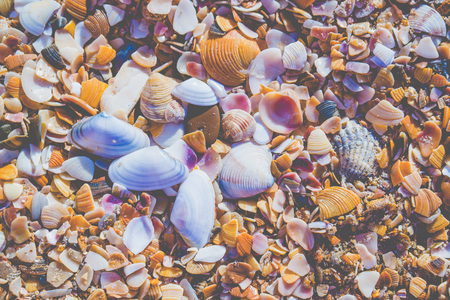 Seashels on sandy beach. Sea summer vacation background.の写真素材
