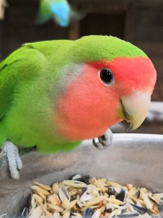 Lovebird parrot on the bird feeder with food closeup.の写真素材