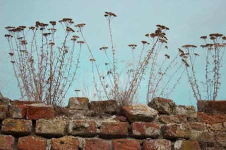 Dried flowers growing from an old brick wall against a blue sky.