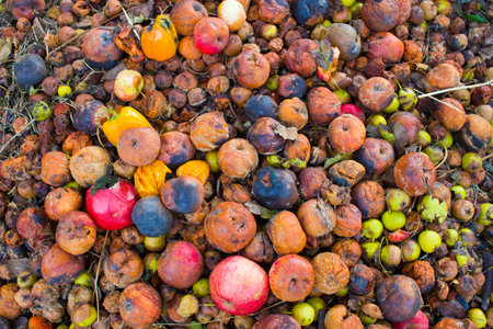 Compost. Organic waste: rotten apples, pears and peppers.