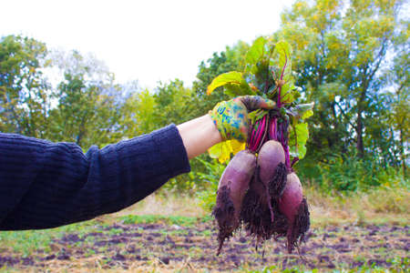 A woman holding beets in her hands in the garden. Organic farming concept.の写真素材