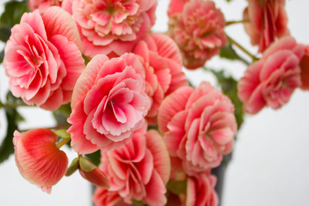 Beautiful pink begonia with blurry background.