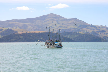 Fishing boat surrounded by seagulls in Akaroa harbor near Akaroa town on Banks Peninsula in the...