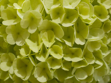Close up view of white Hydrangea arborescens Annabelle, backlit by the sun in springの写真素材