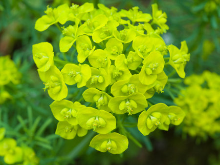 Close-up Cypress spurge or Euphorbia cyparissias. Selective focus.