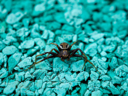 Close-up spider crawling on a turquoise surfaceの写真素材
