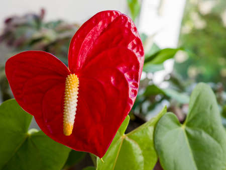Close-Up Of Red Anthurium in the shape of a heart Blooming indoorsの写真素材