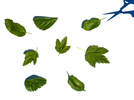 Apple, currant and strawberry leaves with a shadow from scissors isolated on a white background.