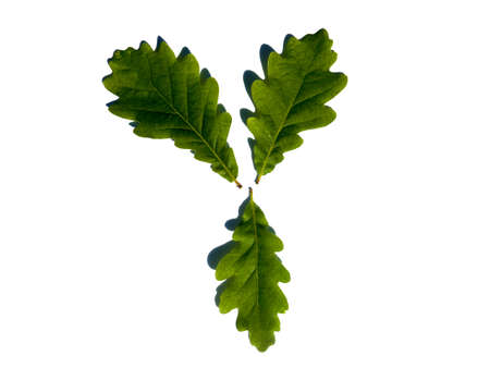 Three oak leaves isolated on a white background.の写真素材