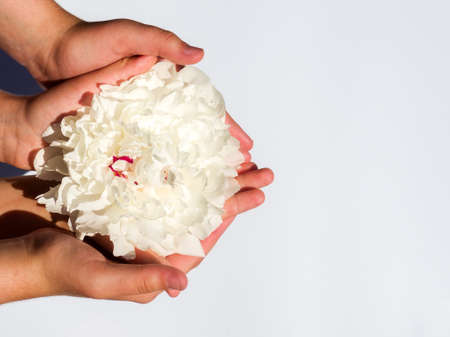 A white peony bud lying on two palms on a white background.の写真素材