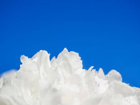 Background of white peony leaves on a blue sky background.の写真素材