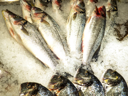 Close-up of sea bass fish Atractoscion nobilis lying on crushed iceの写真素材