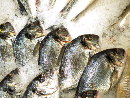 Close-up of dorado fish sparus aurata lying on crushed iceの写真素材