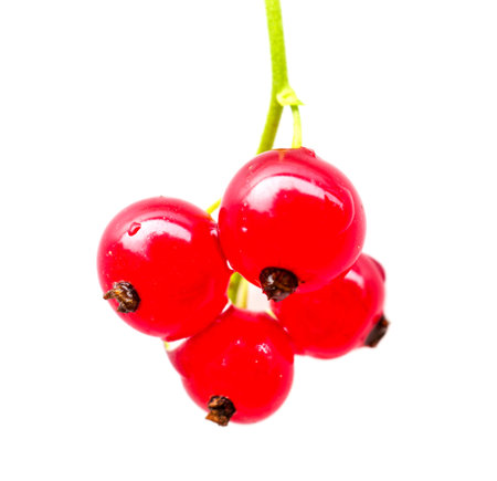 Close-up of bunches of red currants isolated on white background. Ribes rubrumの写真素材