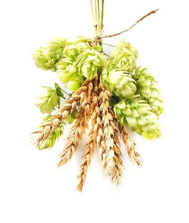 Close-up of a bunch of hop cones and wheat ears tied with twine.