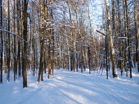 An empty cross-country ski trail located in a winter forest on a bright sunny dayの写真素材