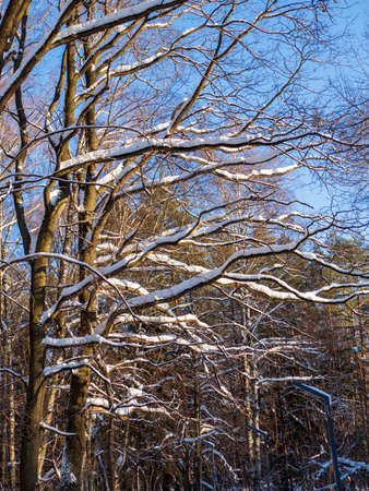 Branches of trees under the snow on a sunny winter day. Trees in the winter forest in Januaryの写真素材